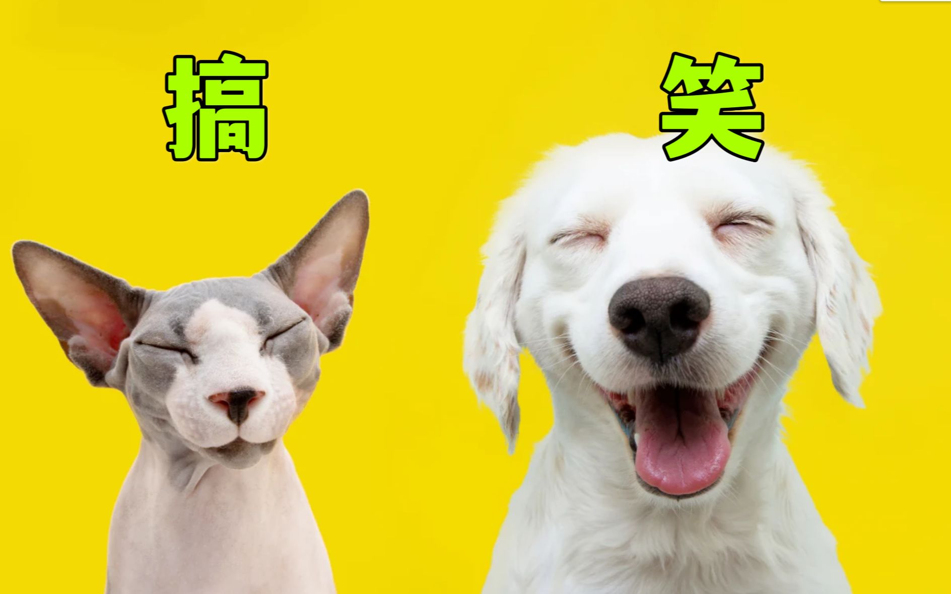 红桃免费视频网站-萌宠搞笑视频